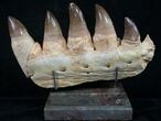 Large Mosasaurus Jaw Section On Stand - A Real One! #8970-7